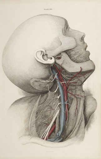 [VASCULAR] Dissection of the neck. Anatomical William Home Lizars