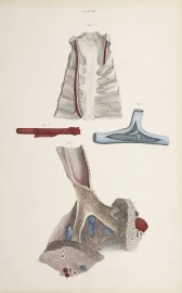 [VASCULAR] Ribs, sternum and thoracic artery and vein, pulmonary artery and vein, lungs, trachea and bronchi