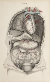 [VASCULAR] Dissection of the thorax and abdomen