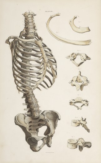 [BONES]  Thorax and pelvis Anatomical William Home Lizars