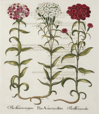 1. Flos Armerius albus General / Global 1. Flos Armerius albus General / Global