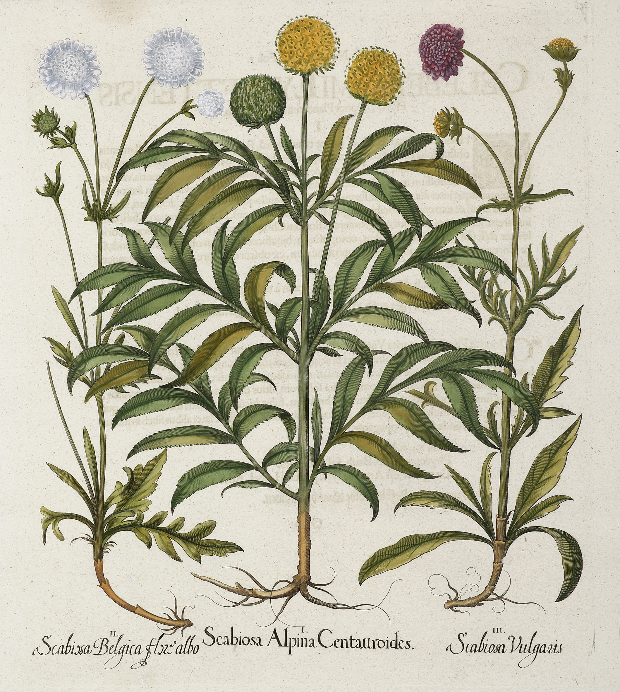 1. Scabiosa Alpina Centauroides. - Antique Print from 1713