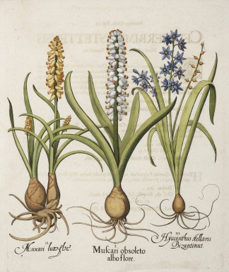 1. Muscari obsoleto alboflore General / Global