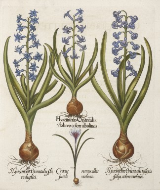 1. Hyacinthus Orientalis. General / Global 1. Hyacinthus Orientalis. General / Global