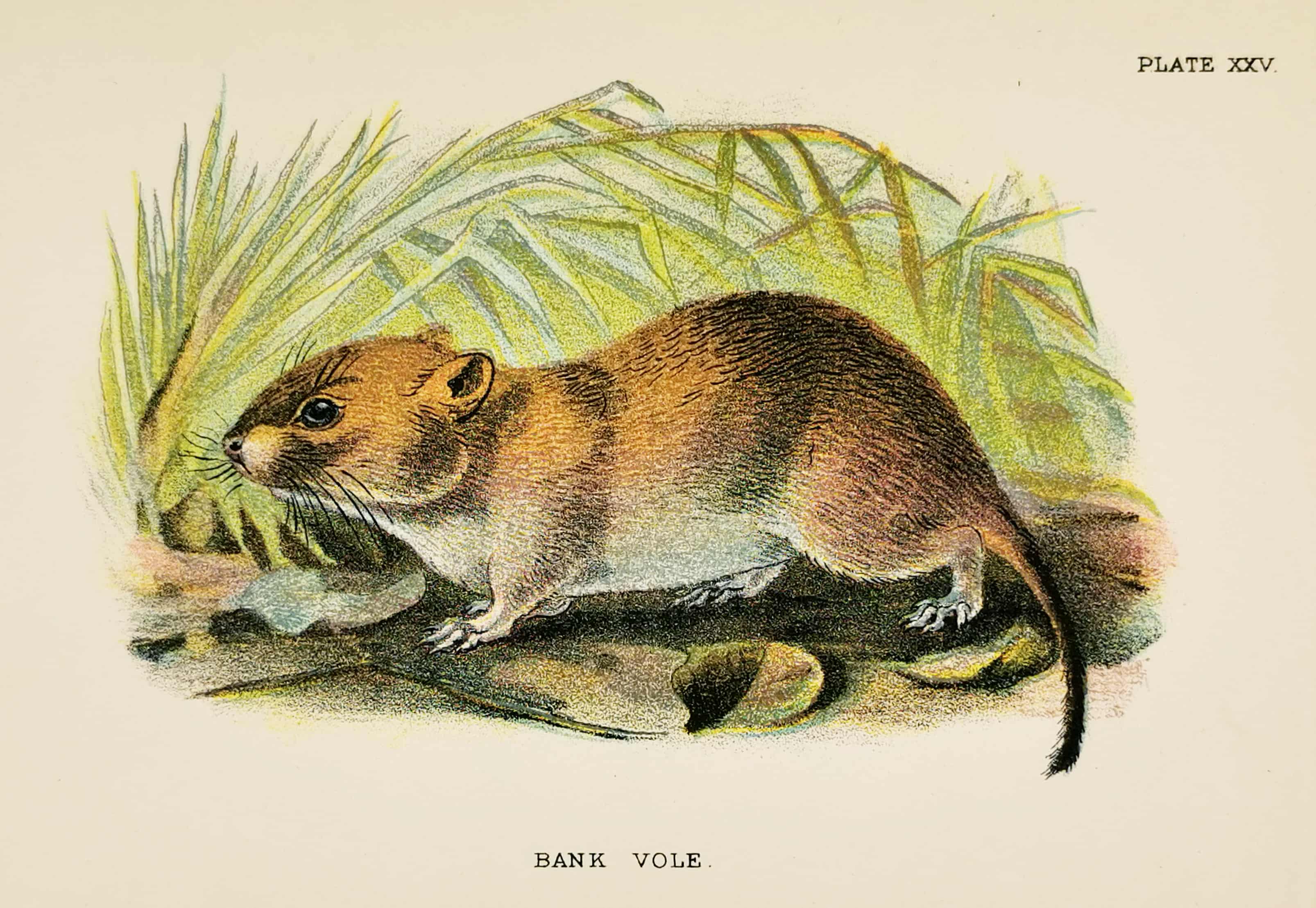 Bank vole. - Antique Print from 1896