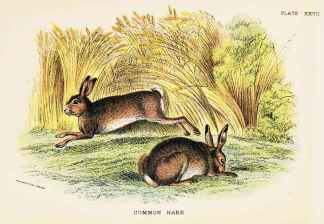 Common hare. - Antique Print from 1896