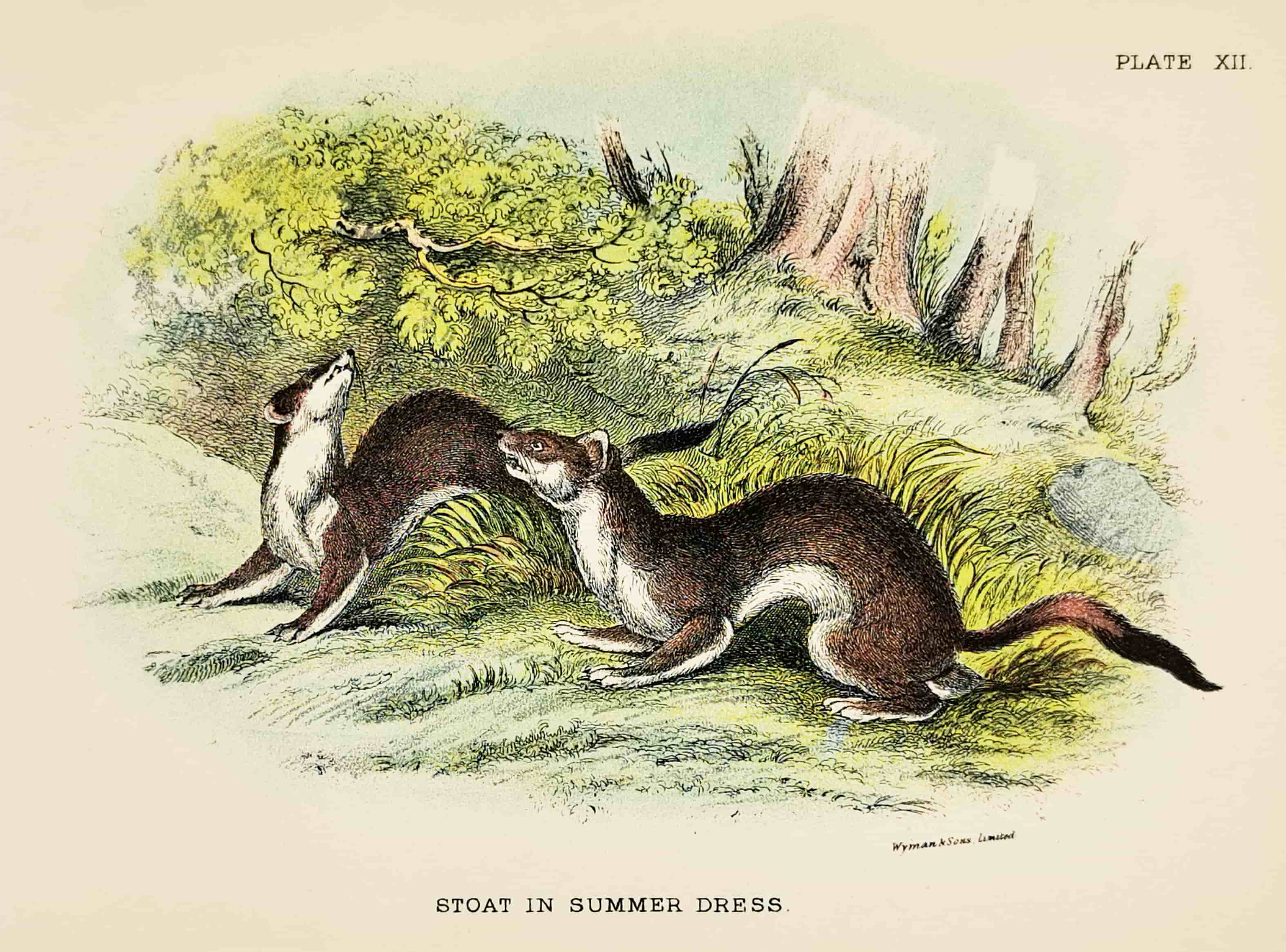 Stoat in summer dress. - Antique Print from 1896