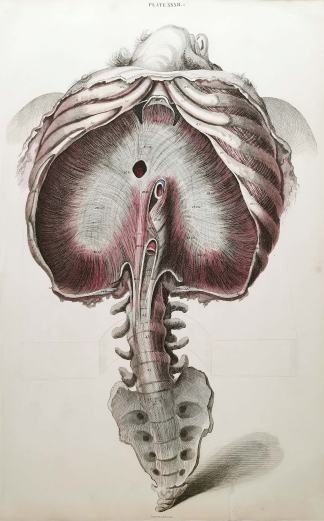 [MUSCLES] Thorax, spine and sacrum - Antique Print from 1826