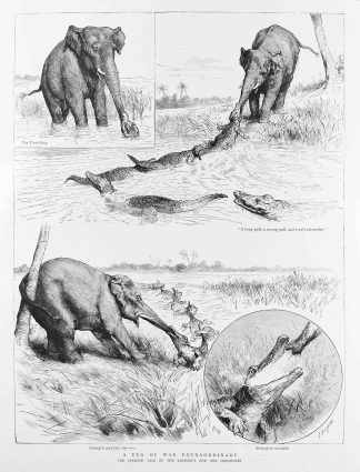 A tug of war extraordinary. The strange tale of the elephant and the crocodiles. - Antique Print from 1890