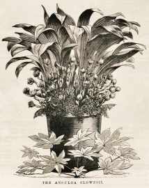 The Anguloa clowesii. World - Nonindigenous General The Anguloa clowesii.