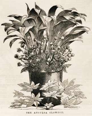 The Anguloa clowesii. - Antique Print from 1879