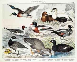 Anser segetum. Anser torquatus. Anas mollissima. Anas histrionica. Anas fusca. Anas boschas. Anas tadorna. Anas acuta. - Antique Print from 1885