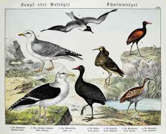 Machetes pugnax. Fulica chloropus. Rallus rex. Parra jacana. Larus ridibundus. Larus marinus. Larus argentatus. - Antique Print from 1885