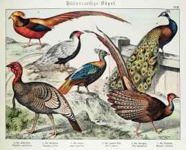 Phasianus nycthemerus. Phasianus pictus. Argus giganteus. Pavo cristatus. Pavo lophophorus. Meleagris gallopavo.