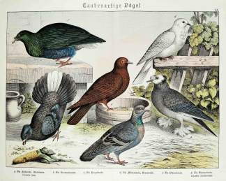 Columba livia. Columba nicobarensis. - Antique Print from 1885