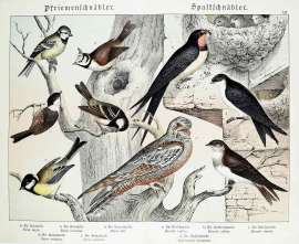 Parus major. Parus coeruleus. Parus ater. Hirundo rustica. Hirundo urbica. Hirundo riparia. Caprimulgus europaeus.