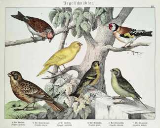 Fringilla carduelis. Fringilla canaria. Fringilla cannabina. Fringilla spinus. Fringilla citrinella. Emberiza miliaria. - Antique Print from 1885