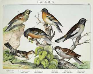 Emberiza cirlus. Emberiza nivalis. Fringilla domestica. Fringilla coelebs. Fringilla montifringilla. Fringilla nivalis. - Antique Print from 1885