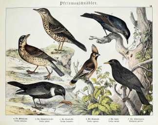 Turdus viscivorus. Turdus pilaris. Turdus torquatus. Turdus cyaneus. Turdus merula. Bombycilla garrula. - Antique Print from 1885