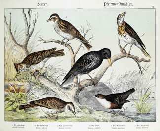 Alauda arvensis. Alauda arborea. Alauda cristata. Sturnus vulgaris. Cinclus aquaticus. Turdus musicus. - Antique Print from 1885