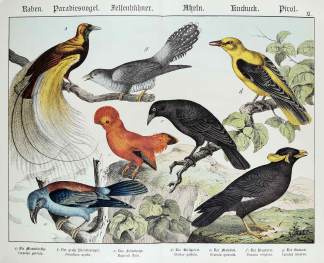 Coracias garrula. Paradisea apoda. Rupicola flava. Oriolus galbula. Gracula quiscula. Gracula religiosa. Cuculus canorus. - Antique Print from 1885