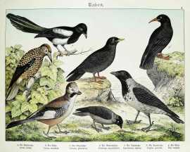 Corvus cornix. Corvus monedula, Carrulus glandarius, Nucifraga caryocatactes. Pyrrhocorax alpinus. Fregilus graculus. Pica caudata.