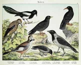 Corvus cornix. Corvus monedula, Carrulus glandarius, Nucifraga caryocatactes. Pyrrhocorax alpinus. Fregilus graculus. Pica caudata. - Antique Print from 1885
