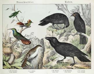 Certhia familiaris. Trochilus. Corvus corax. Corvus corone. Corvus frugilegus. - Antique Print from 1885