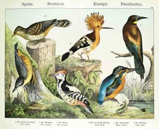 Picus medius. Yunx torquilla. Sitta europaea. Alcedo ispida. Merops apiaster. Upupa epops. - Antique Print from 1885