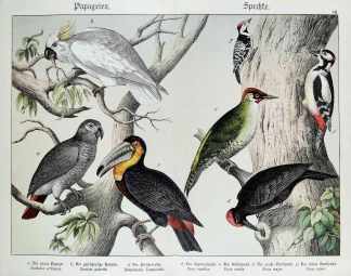 Psittacus erithacus. Cacatua galerita. Ramphastus Temminckii. Picus martius. Picus viridis. Picus major. Picus minor. - Antique Print from 1885