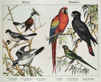 Lanius excubitor. Lanius collurio. Lanius minor. Ara Macao. Palaeornis Alexandri. Calyptorhynchus Banksii. - Antique Print from 1885