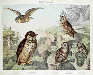 Bubo maximus. Otus vulgaris. Ulula aluco. Strix flammea. Athene noctua. - Antique Print from 1885