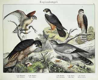 Tagraubvogel. Falco peregrinus. Falco subbuteo. Falco tinnunculus. Falco nisus. - Antique Print from 1885
