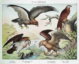 Tagraubvogel. Aquila chrysaetos. Aquila albicilla. Aquila brachydactylus. Milvus regalis.