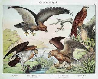 Tagraubvogel. Aquila chrysaetos. Aquila albicilla. Aquila brachydactylus. Milvus regalis. - Antique Print from 1885