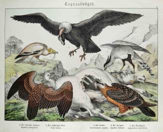 Tagraubvogel. [Vultures] - Antique Print from 1885