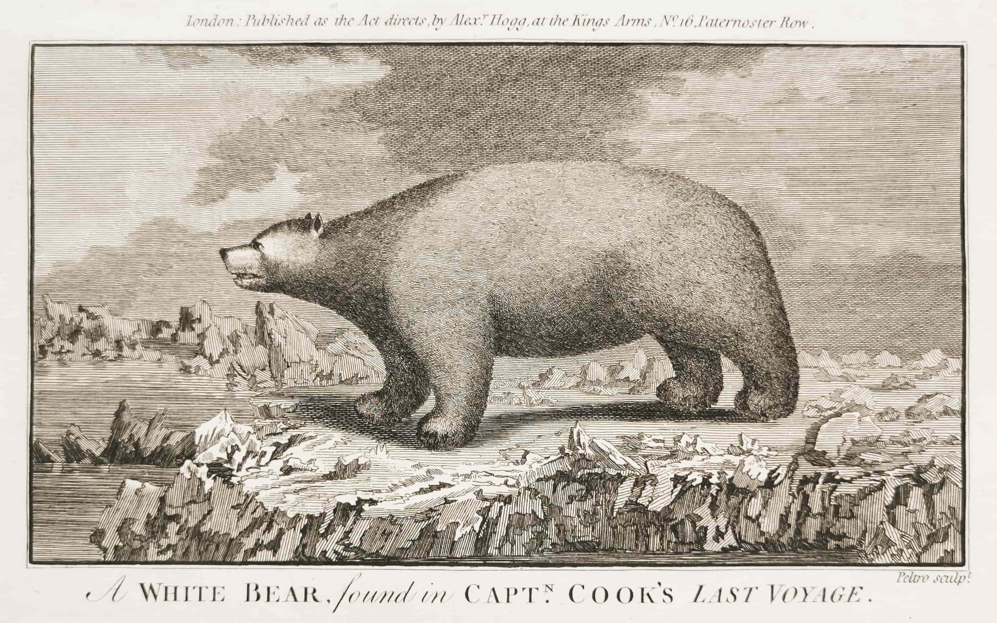 A White Bear, found in Captn. Cook's Last Voyage. - Antique Print from 1790