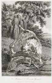 Mallard & French Spaniel. Dogs Mallard & French Spaniel.