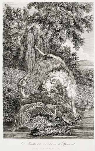 Mallard & French Spaniel. - Antique Print from 1805