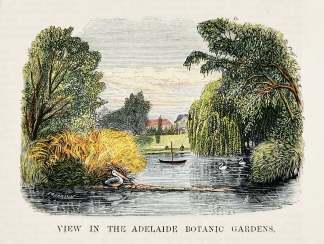 View in the Adelaide Botanic Gardens. - Antique View from 1876