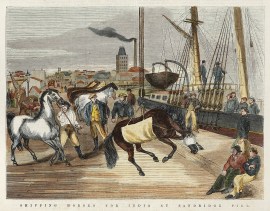 Shipping Horses for India at Sandridge Pier.