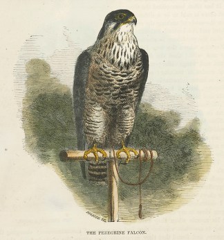 The Peregrine Falcon. General / Global