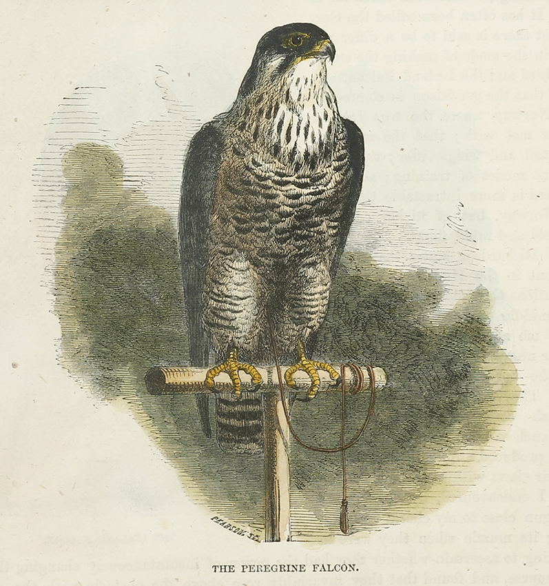The Peregrine Falcon. - Antique Print from 1869