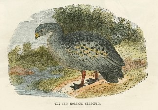 The New Holland Cereopsis. Australian