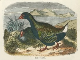 The Notornis.