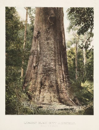 Largest Black Butt in Australia. Bulli, … Australian - General