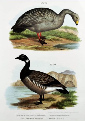 Fig 311. Die neueholländische Hühnergans (cereopsis Novae Hollandiae). Fig 312 Die gemeine Ringelgans (Bernicla Brenta) - Antique Print from 1827