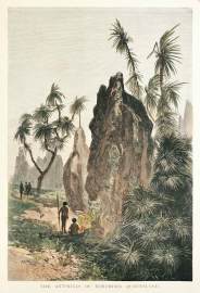 The Ant-Hills of Northern Queensland - Antique View from 1886