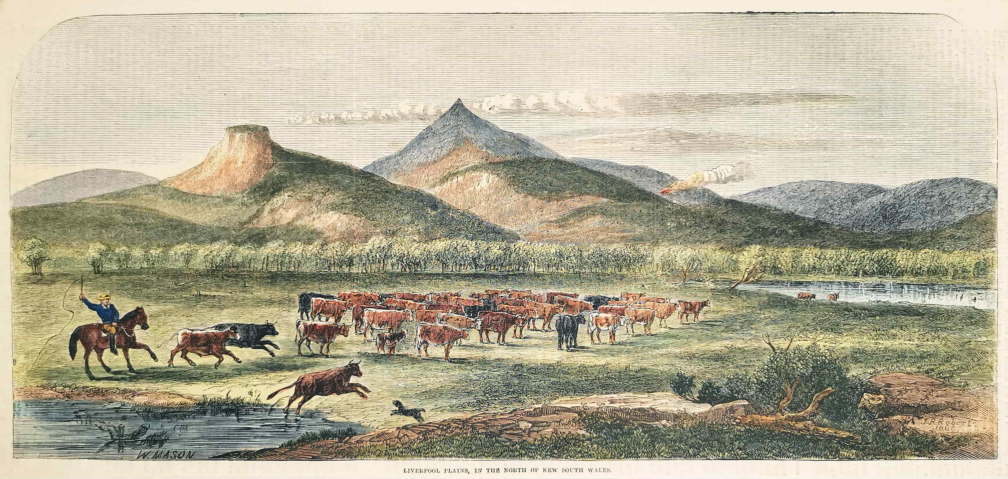 Liverpool Plains, in the North of New South Wales. - Antique View from 1866