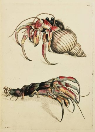 The Hermit Crab. Cancer Dioegenes - Antique Print from 1799